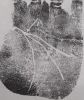 Advance Palmistry, Detail, Palm Reading